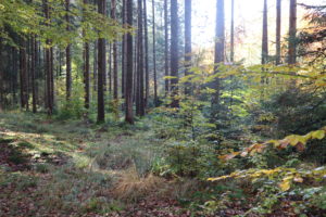 Warum Waldbaden mehr als nur spazieren gehen ist